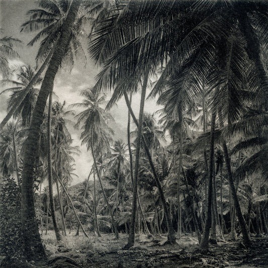 Palms, Bequia