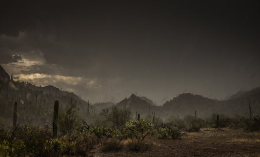 Rainstorm, Saguaro National Park